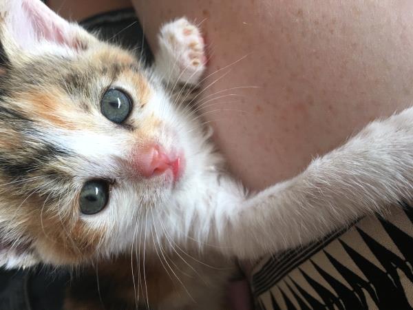 /Images/uploads/Humane Society of Utah/HSU2018/entries/4176thumb.jpg